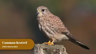 Common Kestrel | Birding Frames | Wildlife Photography