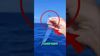 TOP 5 MIND-BENDING INVISIBLE ANIMALS 😱🧠🔍 #InvisibleAnimals #MindBlowingFacts #top5list