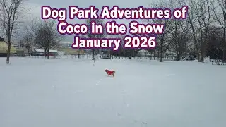 Dog Park in the Snow Day