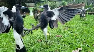 Magpie Fight   No. 1