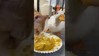 Why does a duck eat cat food?