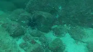 Acapulco dive at Acapulco Dive Center