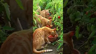 Adorable Cats Harvest Ripe Tomatoes in a Sunny Garden