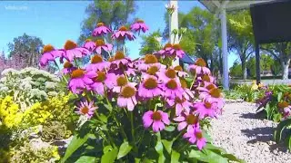 You Can Grow It: Nampa's low-water 'rain garden'