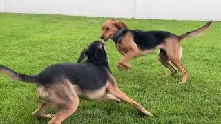 Lucy and Tucy - The most energetic dogs