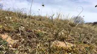 Solitary mining bees at National Trust Sandscale Hawes