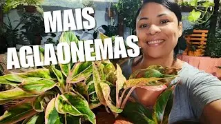 MAIS AGLAONEMAS PRA COLEÇÃO, DEI UMA PASSADINHA NO CARREFOUR, DEI SORTE, PASSEIO QUE ELA AMA🛒