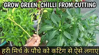 Grow Green Chilli Plant From Cutting ||हरी मिर्च के पौधे को कटिंग से कैसे लगाएं || Natural Gardening