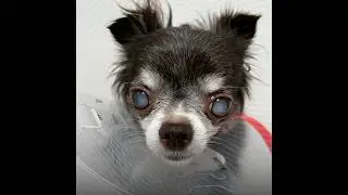 Mimi&rsquo;s Miracle: Watch Her Sight Restored Through Cataract Surgery at AMC #veterinarian #seniordog