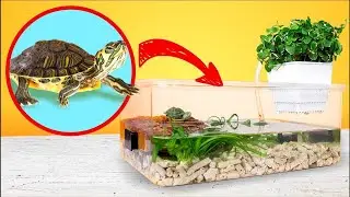Terarium DIY untuk 2 Kura-kura Telinga Merah! 🐢🏠 Super Menggemaskan!