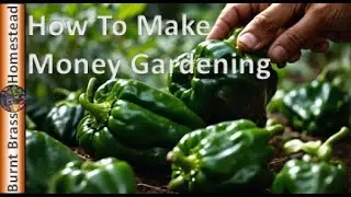 Pepper Harvest, Preserving And How To Make Money From Your Garden