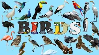 Learn to Spell Birds with Alphabetimals | Birds flashcards | English Vocabulary words