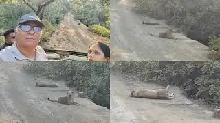 Lion Safari , Sasan,  Gir , Gujarat