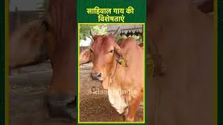 Sahiwal Cow की विशेषता और इस नस्ल से जुड़ी अहम जानकारी जानें | Animal Husbandry | Dairy Farming