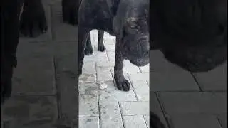 Calor pede cuidado: &aacute;gua fresca, gelo e banhos ajudam a regular a temperatura do c&atilde;o #canecorso