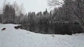 Winter Lake with Ducks Swimming | Falling Snow & Cheerful Piano Music | Relaxing Nature