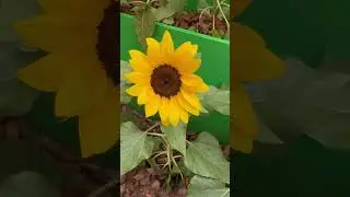 Dwarf Sunflower #shorts #shortvideo