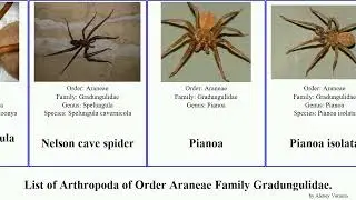 List of Arthropoda of Order Araneae Family Gradungulidae. spider cave Pianoa Haugen Light Chris