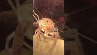 Little marble crayfish eating