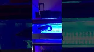 progress arowana #arowana #ikan #hobby #news
