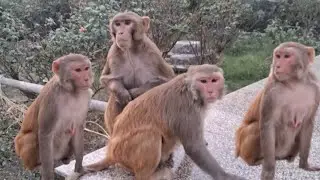 Look, the monkeys are sitting in the park | Monkeys sitting and looking around | Wild life scene