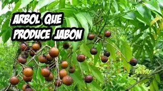 El Arbol que produce Jabón | Repelente Natural