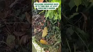 Releasing hedgehogs back in to the wild - Hornbeam Wood Hedgehog Sanctuary
