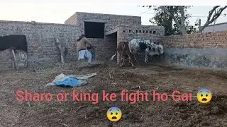 Sharo or king ke fight ho Gai 😨😨
