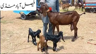 13● August●2025&bull;Faisalabad Bakra Mandi New Update&bull; FM Animals▪︎03006698284 