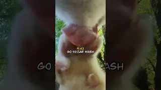 A Day in the Life of an Adventure Cat