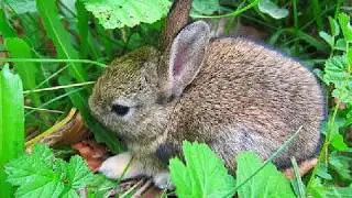 Rabbit Facts for Kids