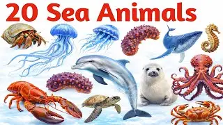 Names of 20 sea creatures | Learn Sea Animals Names for Kids in Hindi & English | Kids Learning V...