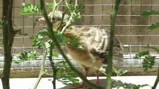 Pava Aliblanca