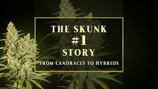 Происхождение сорта Skunk #1 | Первая революция в селекции каннабиса