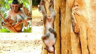Million Sad TIMO! Baby TIMO drop down from big tree