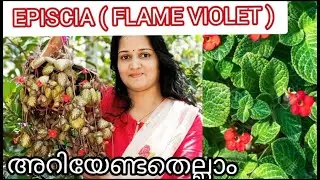 Episcia Plant Care, Propagation, Potting mix.....|| Flame Violet || Green Valley