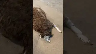 Montauk monster part 2? What&rsquo;s the craziest thing you ever saw washed up in the beach?
