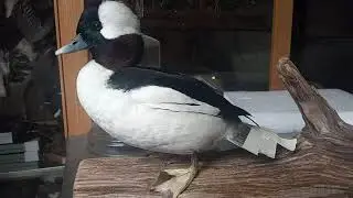 AAR TAXIDERMY: What makes a STUD Bufflehead / What Hunters Should Look For When Deciding To Mount