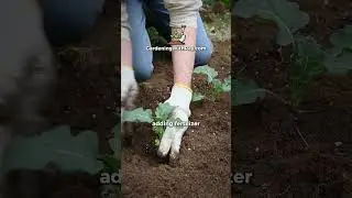 🌱 Why Doing Too Much Kills Plants #gardening #gardeningtips #garden #growyourownfood #farming