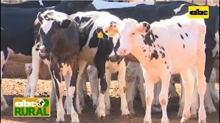ABC Rural: Manejo de terneras lecheras para reposición