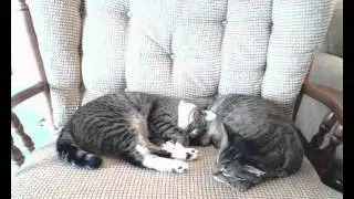 Walter dreaming