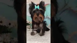 Девочка цветного йорка в продаже www.dog-mini.ru  #yorki #pets #yorkshireterrierpuppies #puppy