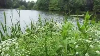 Niespodzianka nad jeziorem - Oenanthe crocata