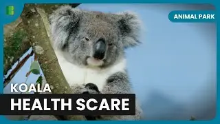 Koalas’ Battle for Survival - Animal Park - Documentary