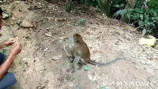 Monyat Cari Makan Roti