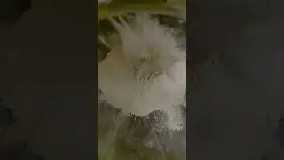 Satisfying slow-mo dust explosion #satisfying #slow-mo #peas #explosion