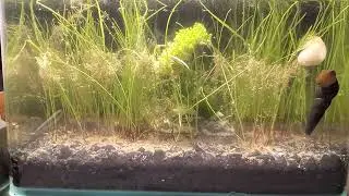 Unveiling the Ivory Gold Mystery and Rabbit Snail: A Mesmerizing Time-Lapse Adventure!
