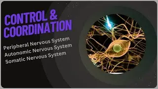 PERIPHERAL NERVOUS SYSTEM | Autonomic & Somatic Divisions #step1 #biology #peripheralnervoussystem