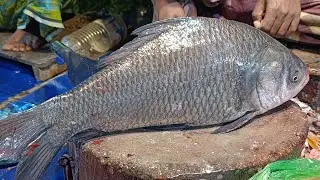 🔴 Live Fish Cutting ASMR | Village Fresh Catch Cleaning  | Natural Market Sounds for USA & Europe