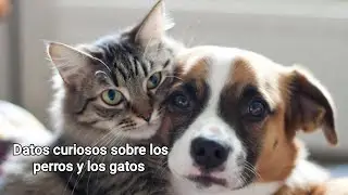 datos curiosos sobre los perros y gatos